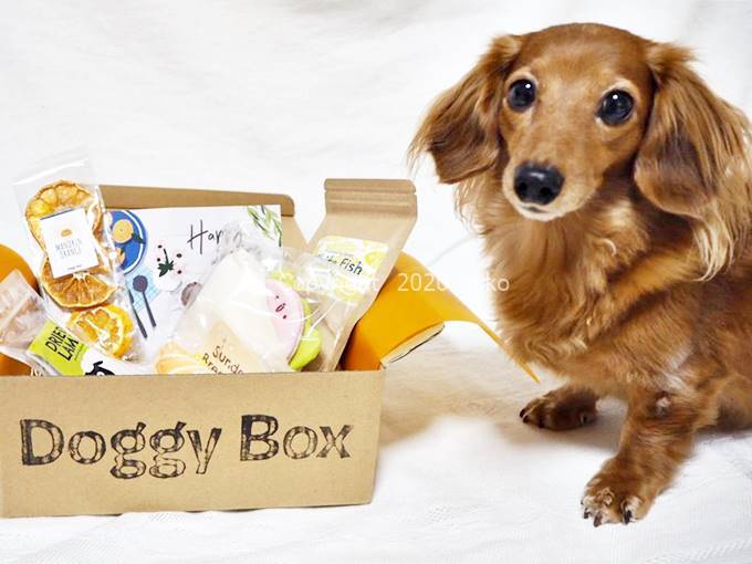 ドギーボックス Doggy Box おもちゃ 1つ500円〜800円 ドギーボックス
