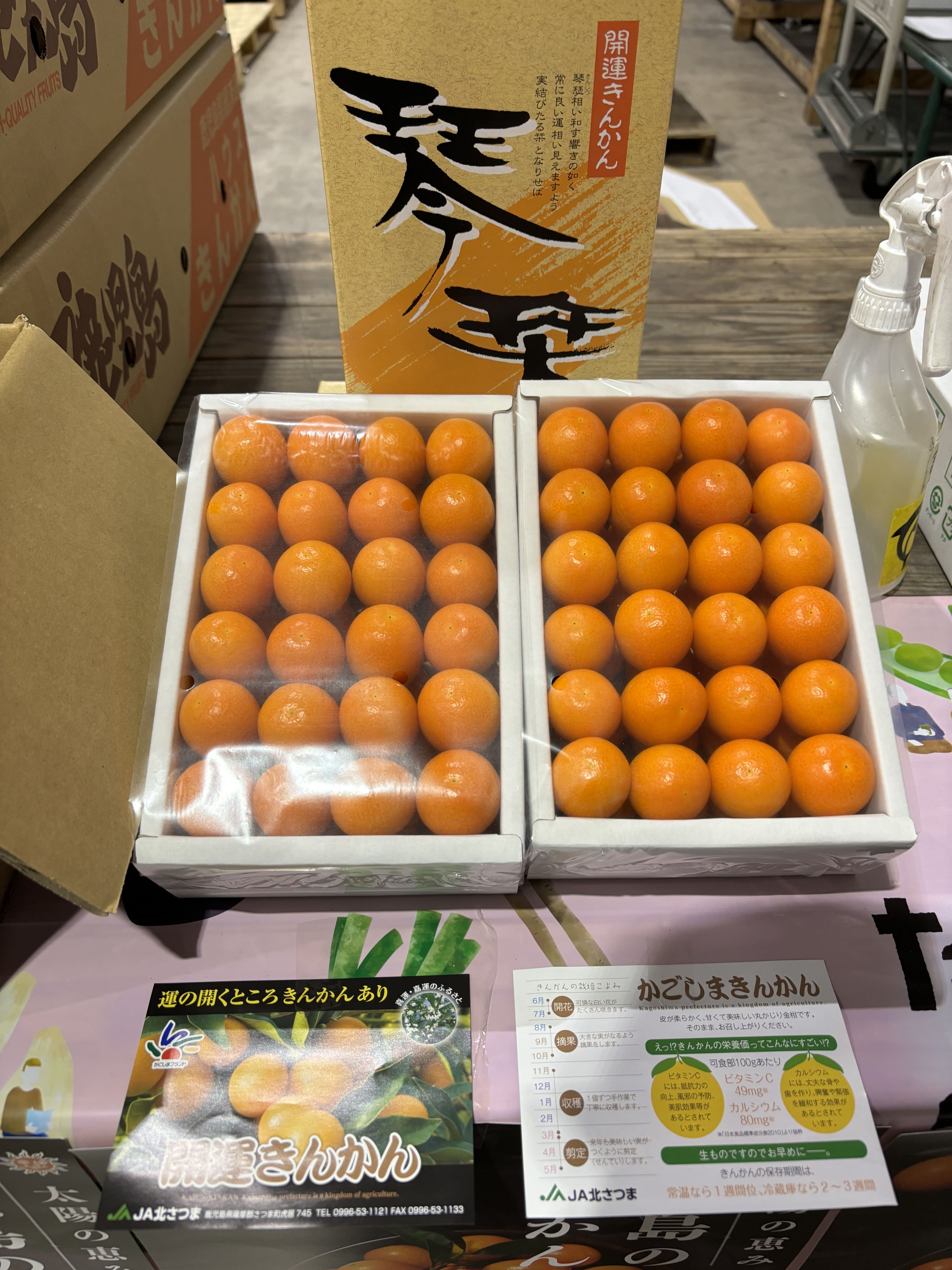 JA北さつま きんかん試食宣伝｜お知らせ｜福岡大同青果株式会社