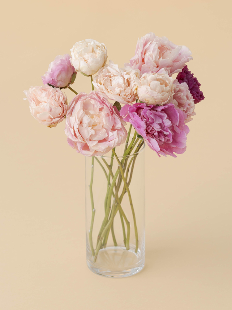 三輪晁勢 芍薬 三輪晁勢 芍薬 三輪晁勢 芍薬 三輪晁勢 芍薬