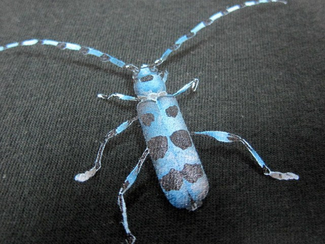 カミキリムシ標本❌2 【公式通販】