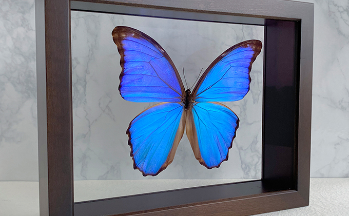 蝶の標本 熱帯の宝石(珍珍) 蝶の標本 熱帯の宝石(特珍珍) 【公式通販】