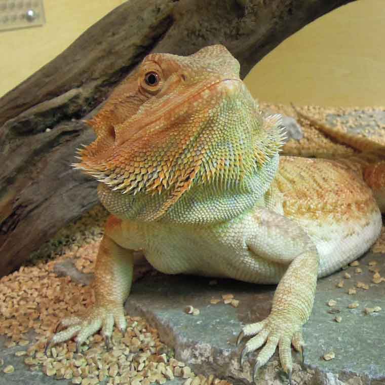 フトアゴ様。確認用 フトアゴ様。確認用 フトアゴ様。確認用 フトアゴ