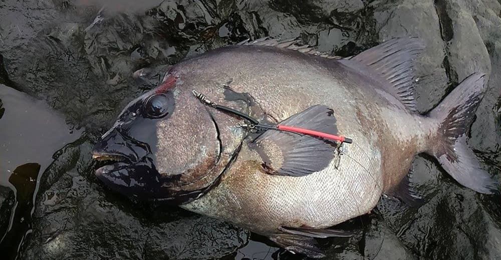 イカ釣りセット | GARTZ | ガルツ公式サイト