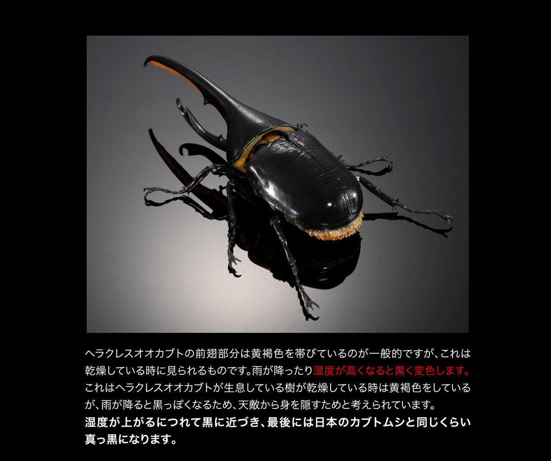 いきもの大図鑑プレミアム ヘラクレスオオカブト（ヘラクレス