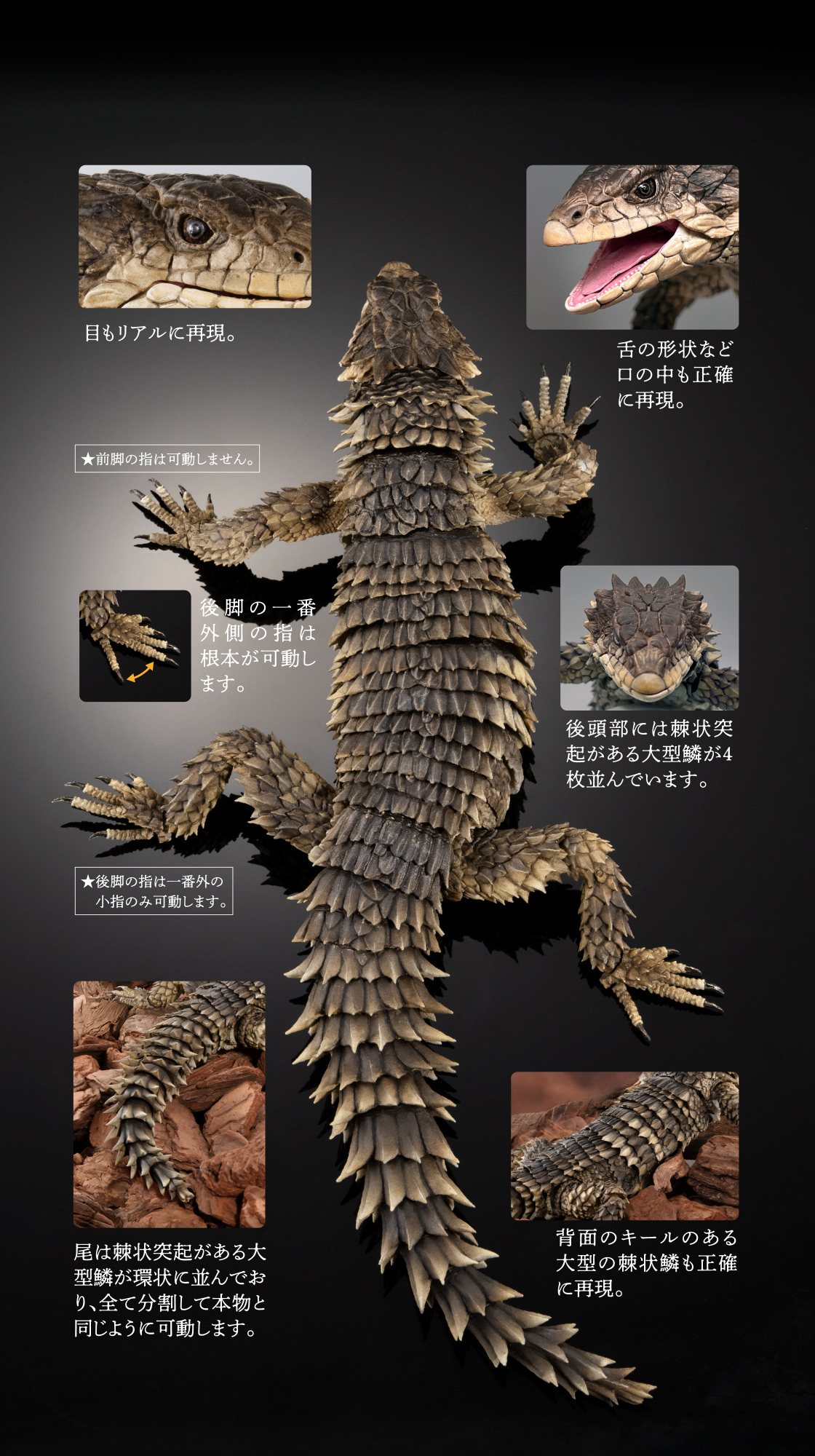 いきもの大図鑑アルティメット オオヨロイトカゲ｜いきもの大図鑑