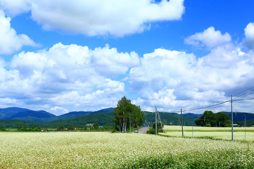 絶景ドライブルート 日本一の規模を誇るそばロード 北海道幌加内町
