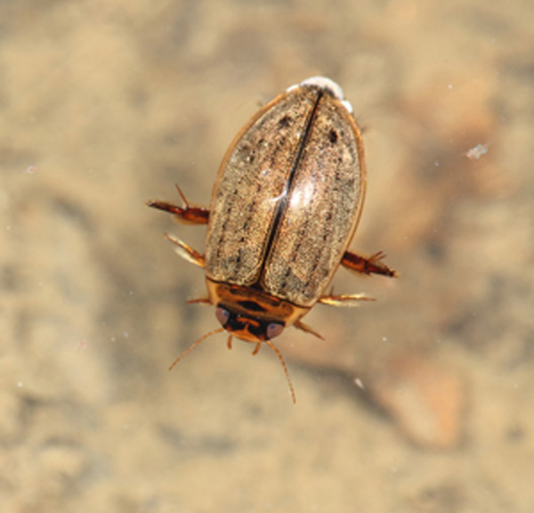 ヒメゲンゴロウ亜科 | 基礎ゲンゴロウ学