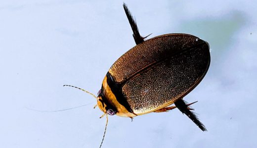 マルガタゲンゴロウ - ゲンゴロウ・タガメ飼育ブログ