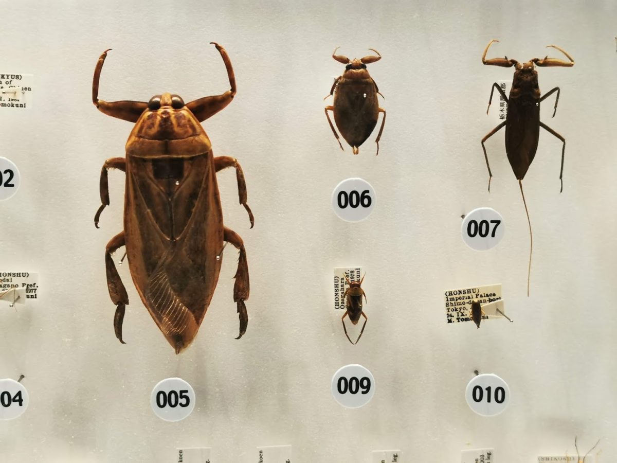 ボリビア産 ナンベイオオタガメ 113mm(口から給水官) ボリビア産 ナン