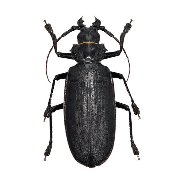タイタンオオウスバカミキリ 14cm UP ブラジル産 タイタンオオウスバ