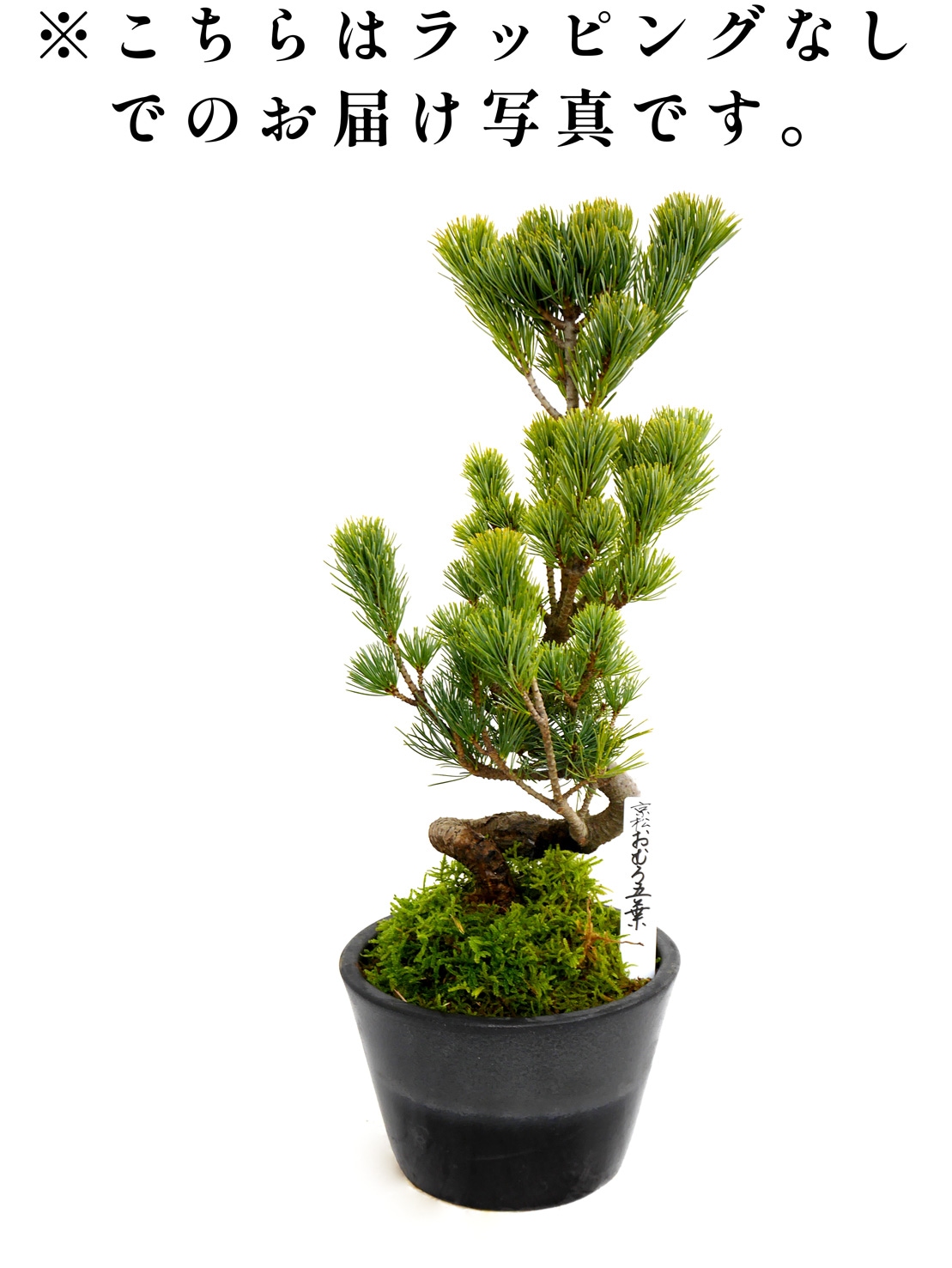 松寿 小品 盆栽鉢 レトロ 5個セット (A5) 松寿 小品 盆栽鉢 レトロ 5個