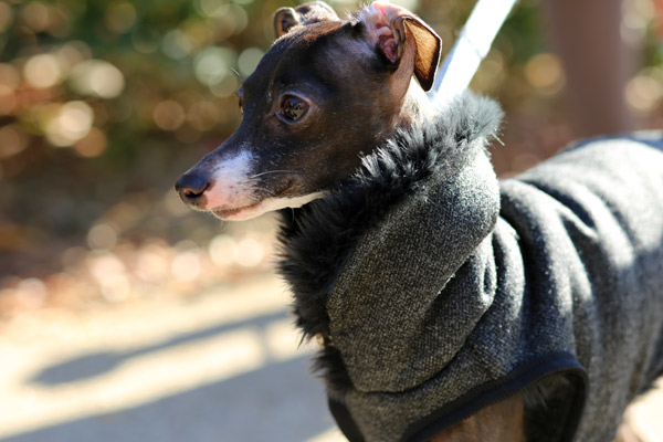 イタグレ服 ウール混ヘリンボーンのファーベスト イタグレとの暮らし