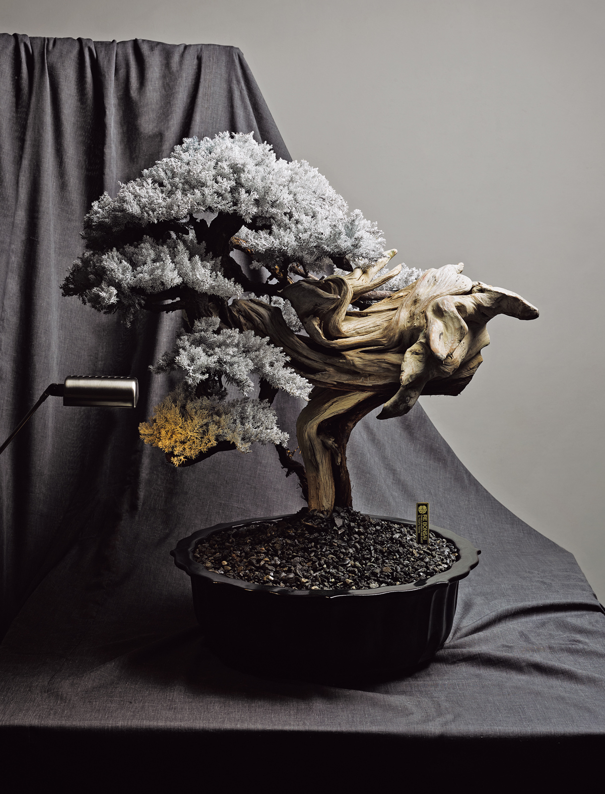 枯れた盆栽をアートへ昇華。世界を魅了する「RE BONSAI™」の魅力
