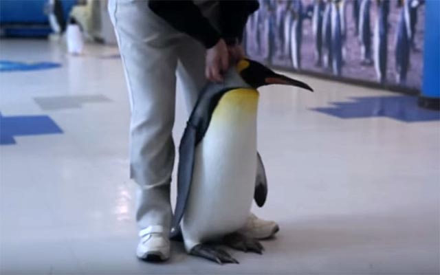 駄々こねペンギン