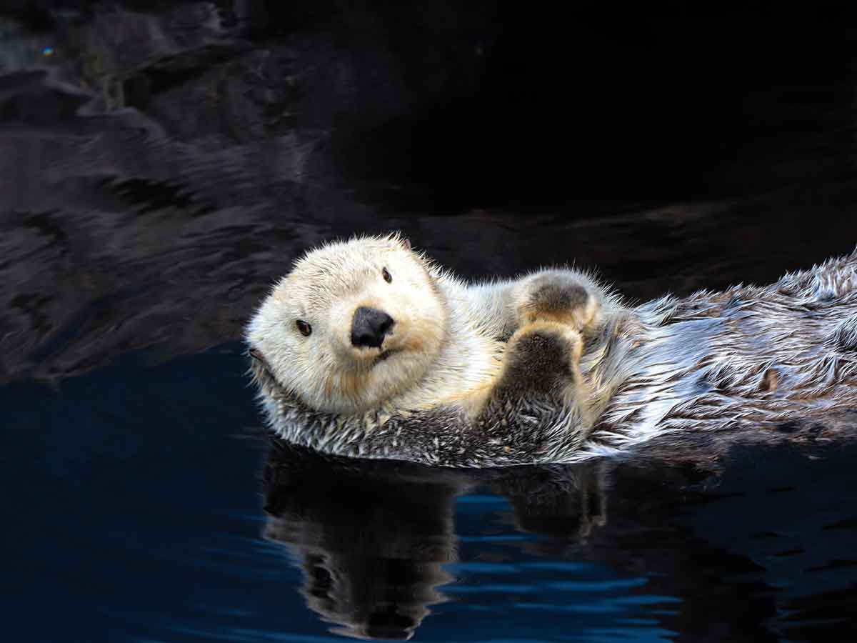 え、ラッコってこんなことできるの！？ある水族館の放水訓練の様子が