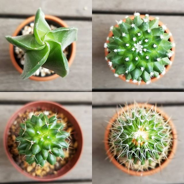 サボテン-グリーンプロデュース～暮らしに緑を～｜グリーン雑貨 専門店