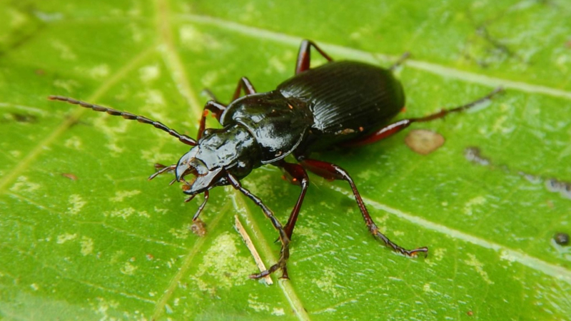 世界でも鶴見川にだけ生息する「ヨコハマナガゴミムシ」とは？横浜固有