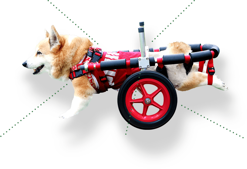 犬用車椅子・歩行器の【はな工房】｜オーダーメイド&全国対応可