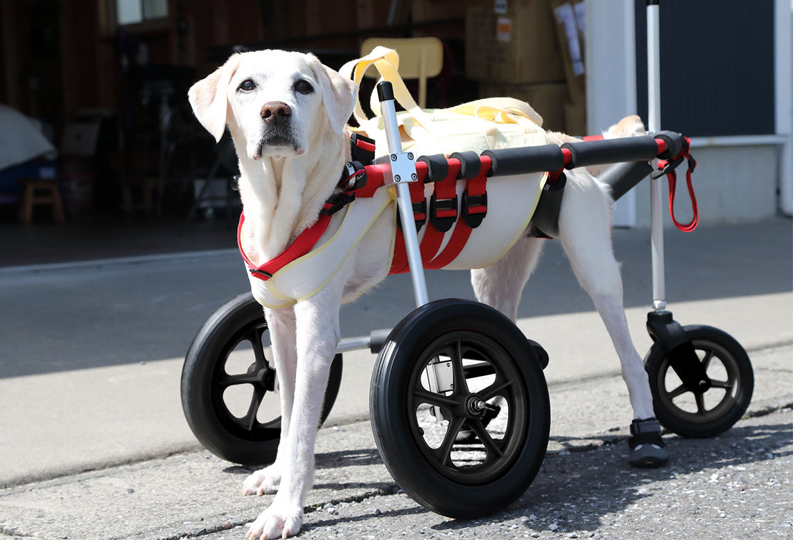 犬用車椅子