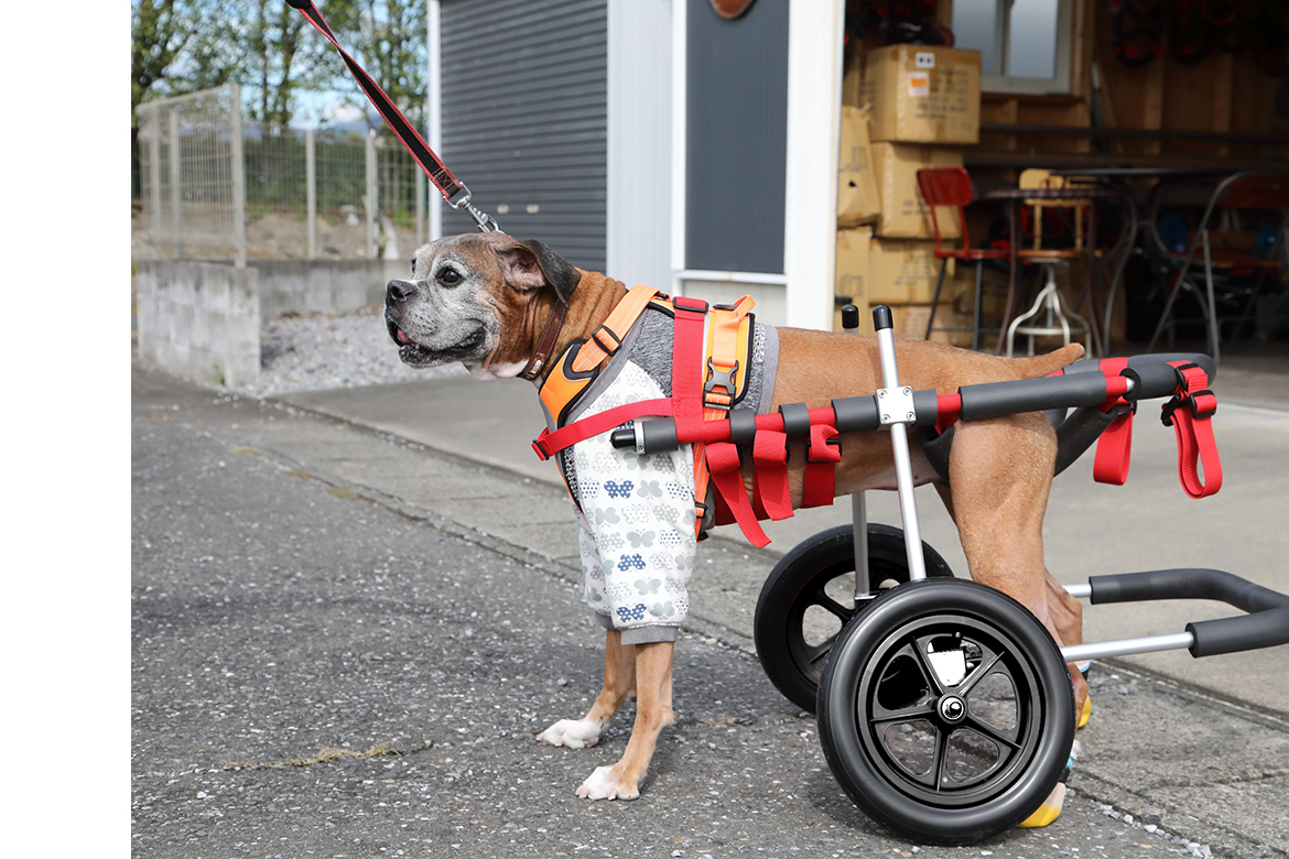 製品紹介｜犬用車椅子・歩行器の【はな工房】｜全国対応可
