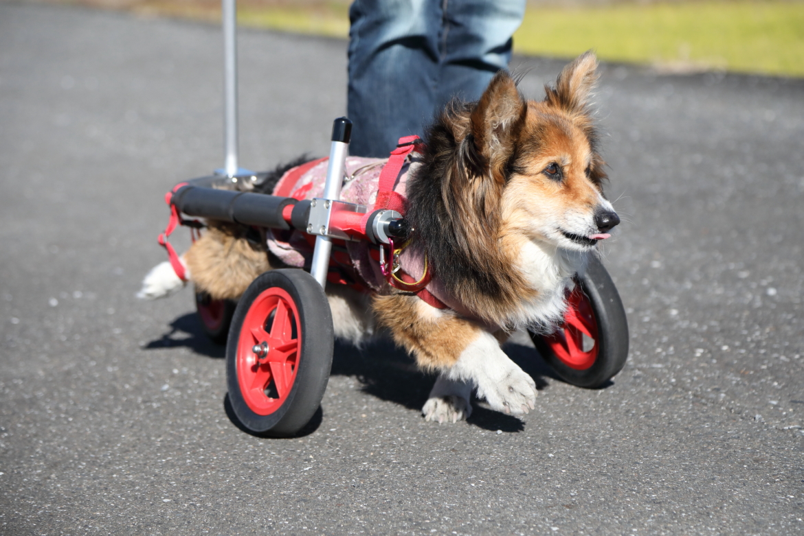 製品紹介｜犬用車椅子・歩行器の【はな工房】｜全国対応可