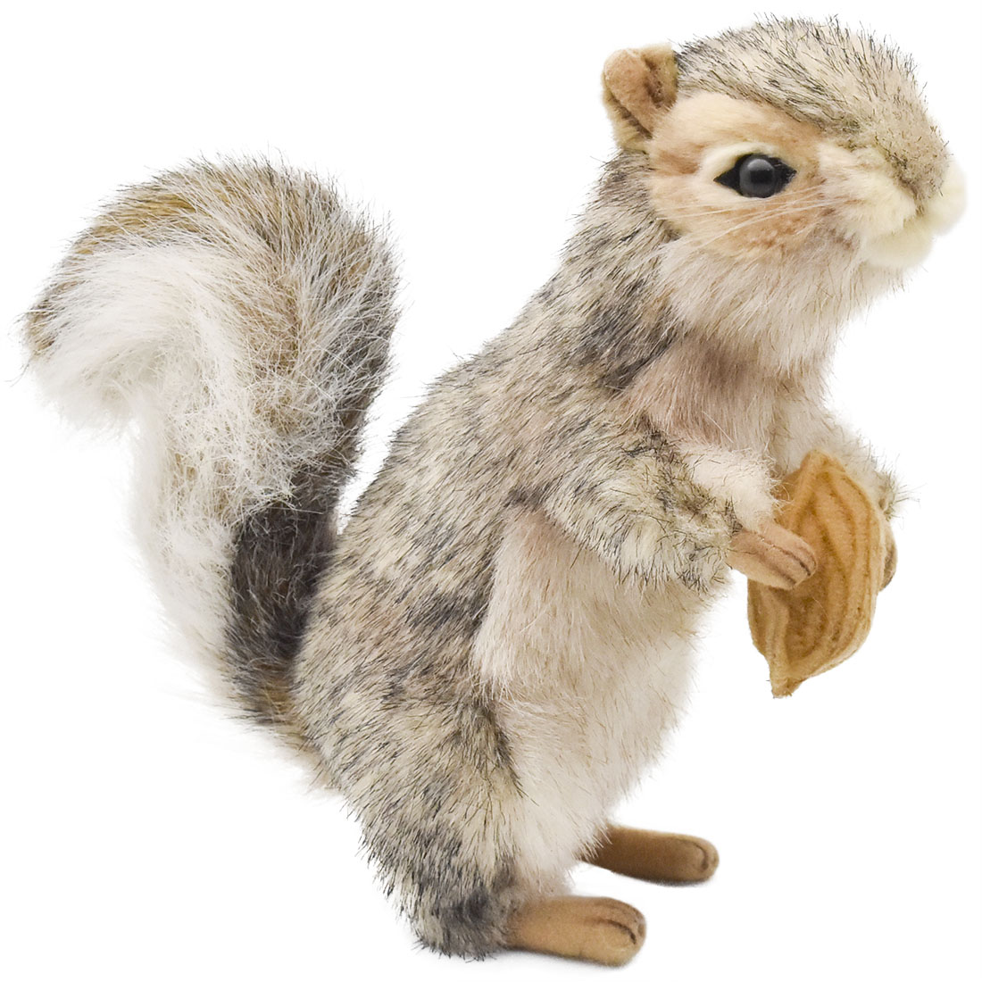 ハイイロリス 21 | HANSA