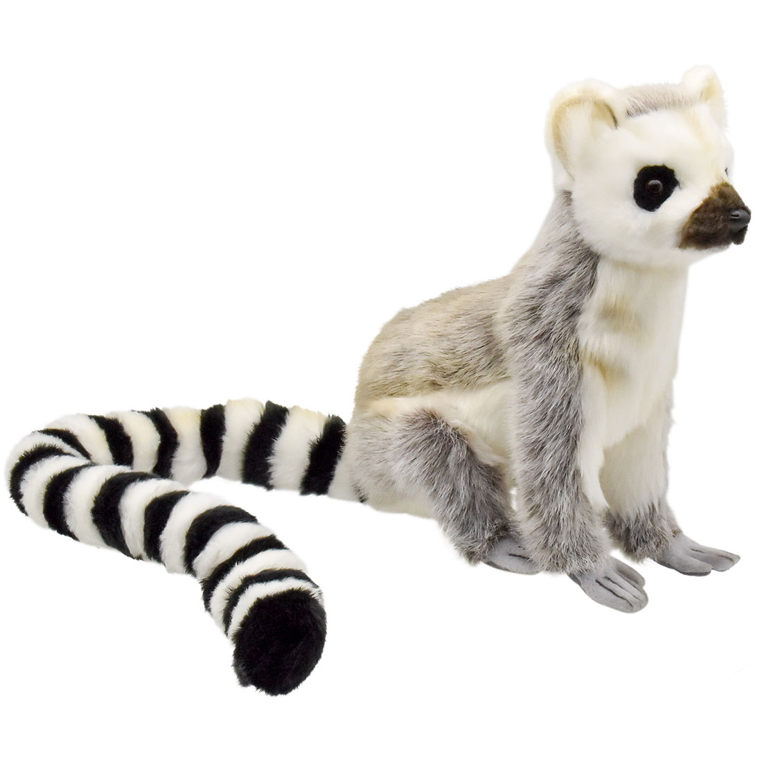 灰色の狐猿様連絡専用 ワオキツネザル 24 | HANSA