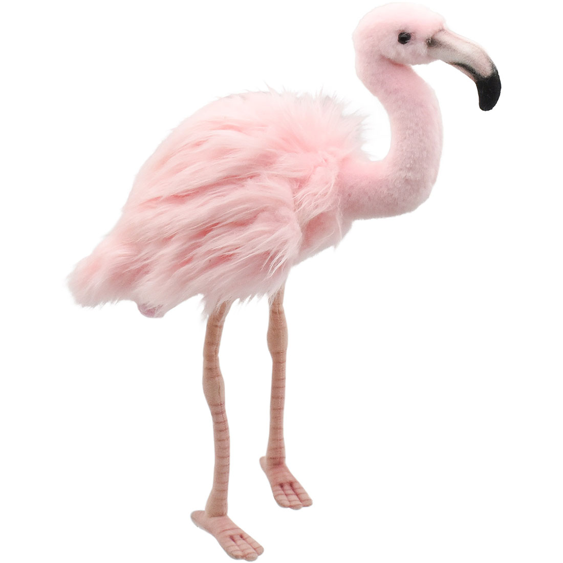 PT フラミンゴ | HANSA