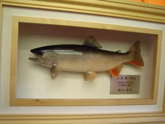 魚類剥製用の額縁 剥製 額装