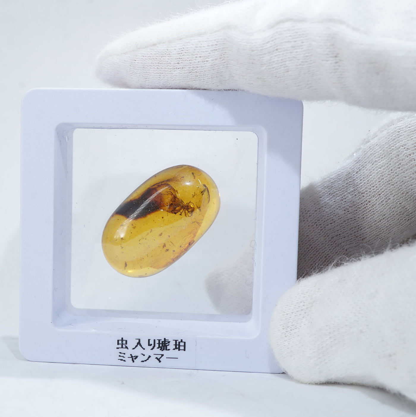 レア極上品TT0000虫入り琥珀化石非常に珍しい Strepsiptera レア極上品