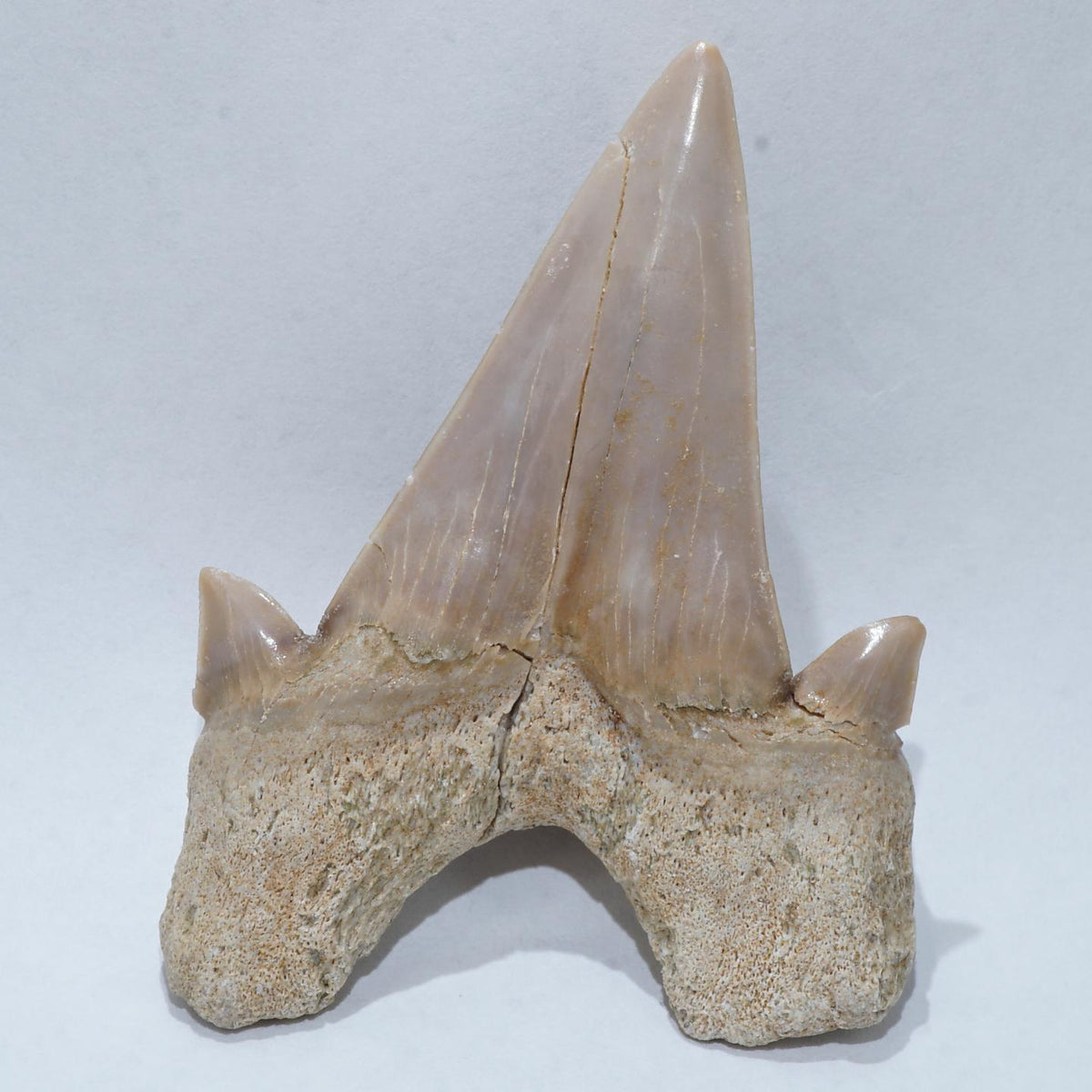 オトドゥス(絶滅古代サメ) 歯の化石（約54ミリ）＜天然石 化石 送料