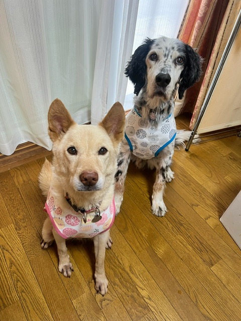 専用○犬服○ハンドメイド 胴41 NO.546 専用○犬服○ハンドメイド 胴41