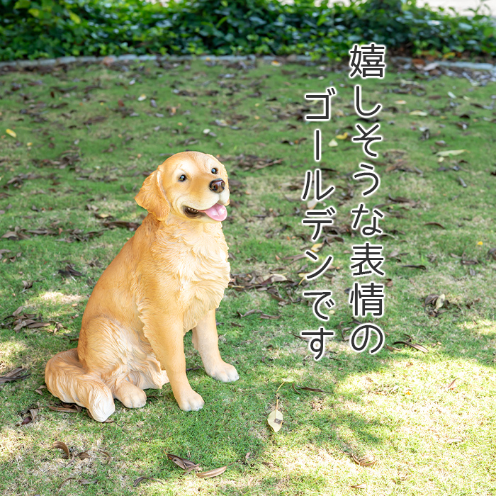 お座りして待てするわんこ《 ゴールデン・レトリバー（52.5cm