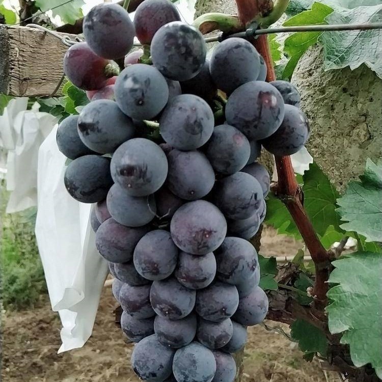 Hutai No. 8 Grape Vine (户太8号葡萄苗) - Exotic Tree Seller