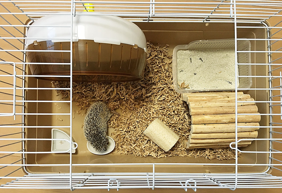 ハリネズミ用ケージの選び方：サイズ選びは慎重に