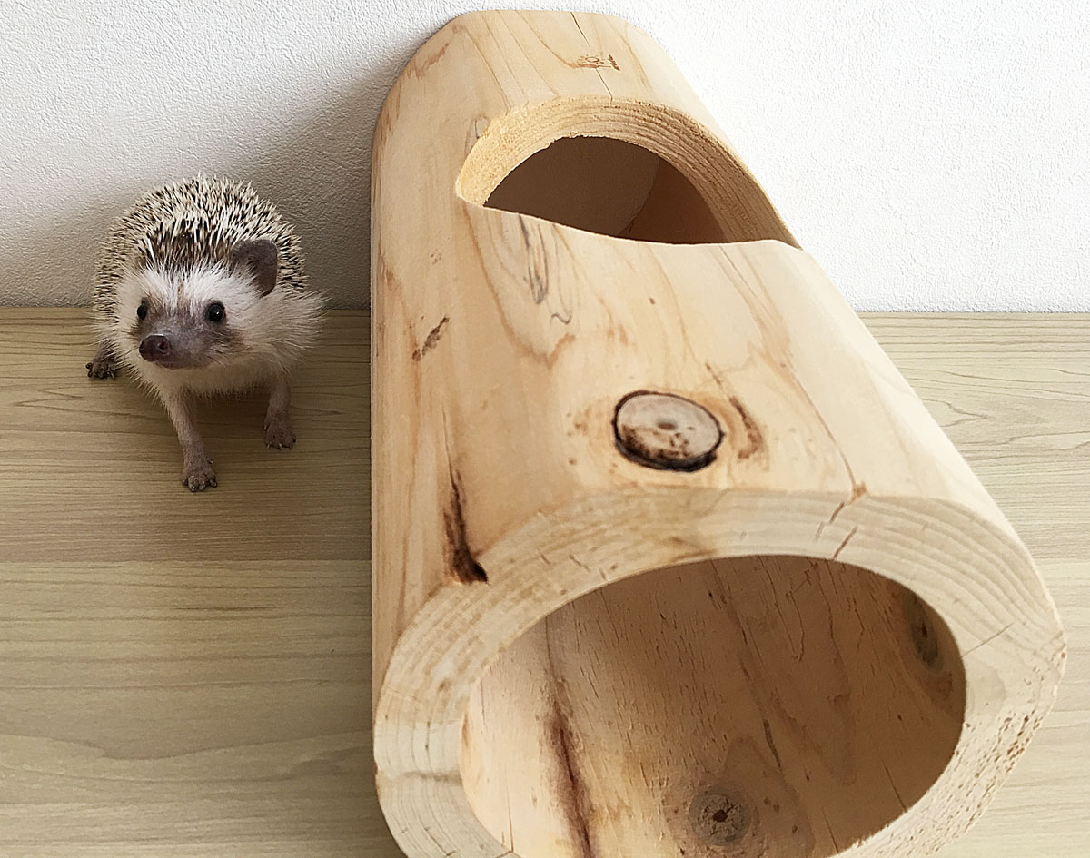 ハリネズミ寝袋 ソファーC ハリネズミ寝袋 ソファーC 【公式通販】