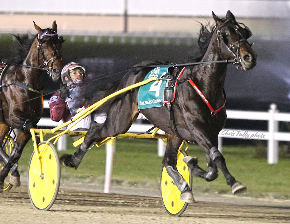 Cool Winds Farm to stand Play Trix On Me - Harnesslink