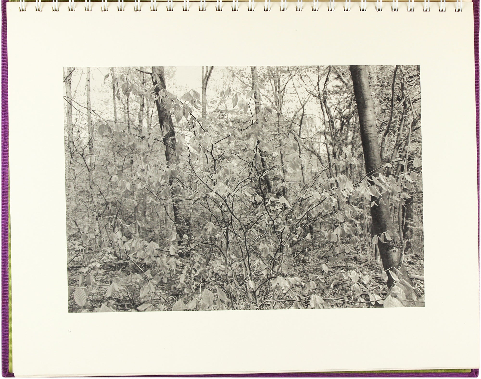 Flowers and Trees Signed First Edition | Lee Friedlander