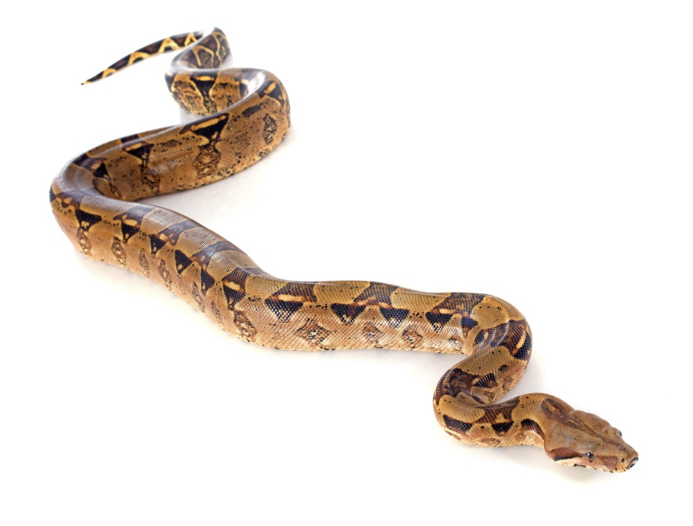 designer-morphs ボールパイソン ボアコンストリクター 図鑑 Designer