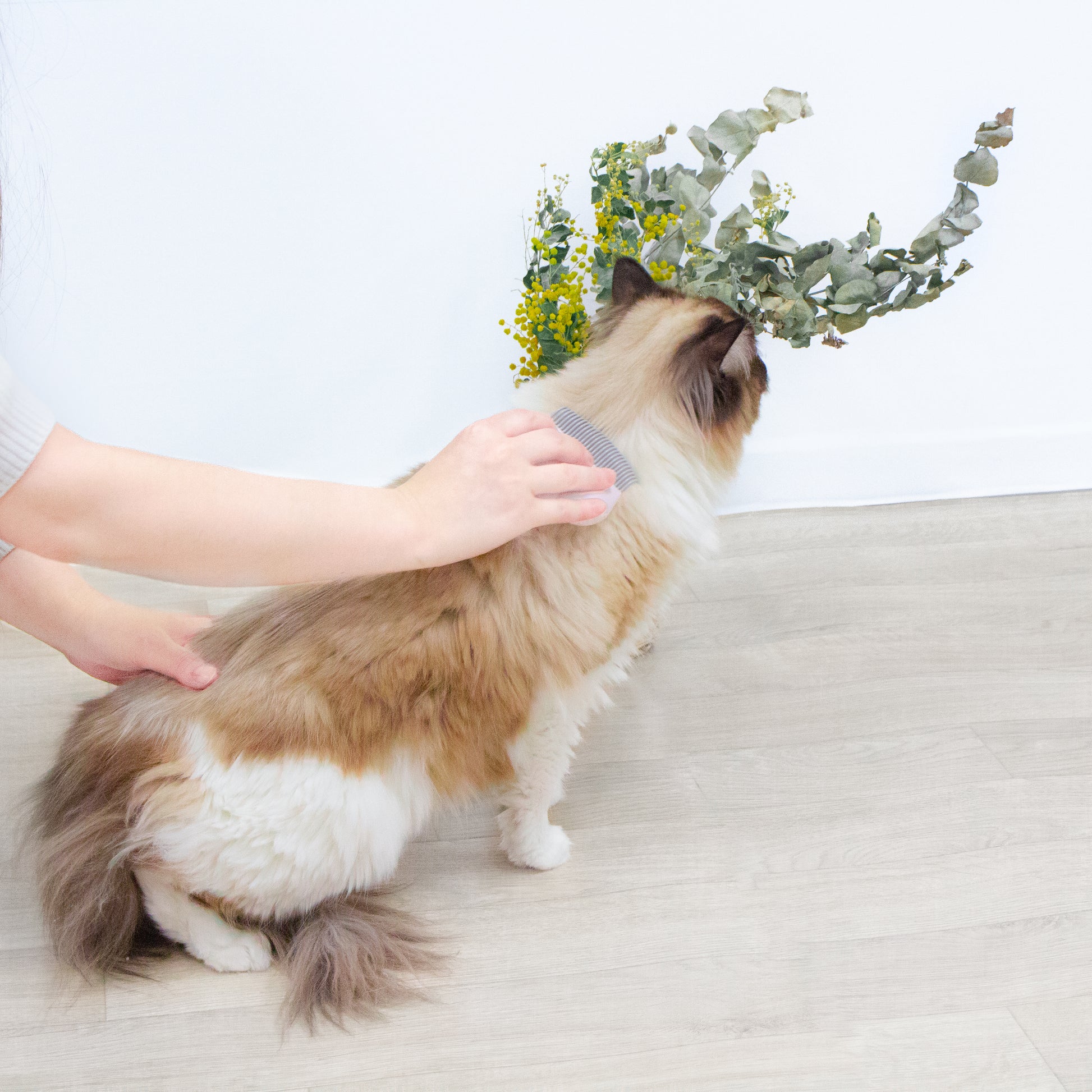 肉球型ブラシ – HAUMI