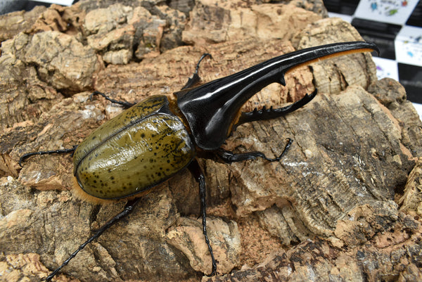 最終値下げヘラクレスオオカブト160mmペア