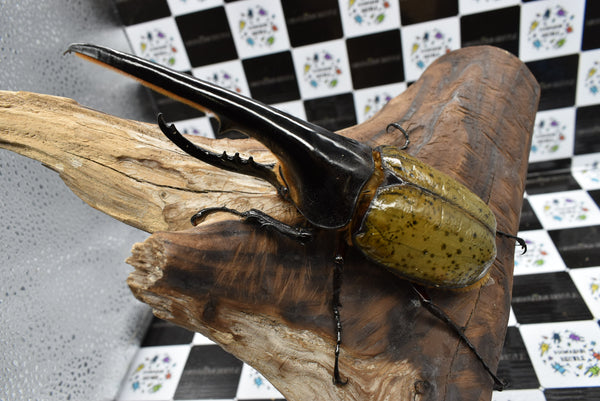 ヘラクレスオオカブト_ヘラクレス ヘラクレス – HAWAIIAN BEETLE