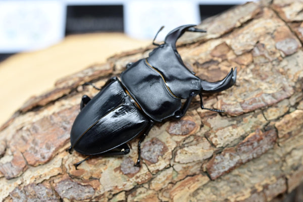 ホペイオオクワガタ ♂単品 – HAWAIIAN BEETLE