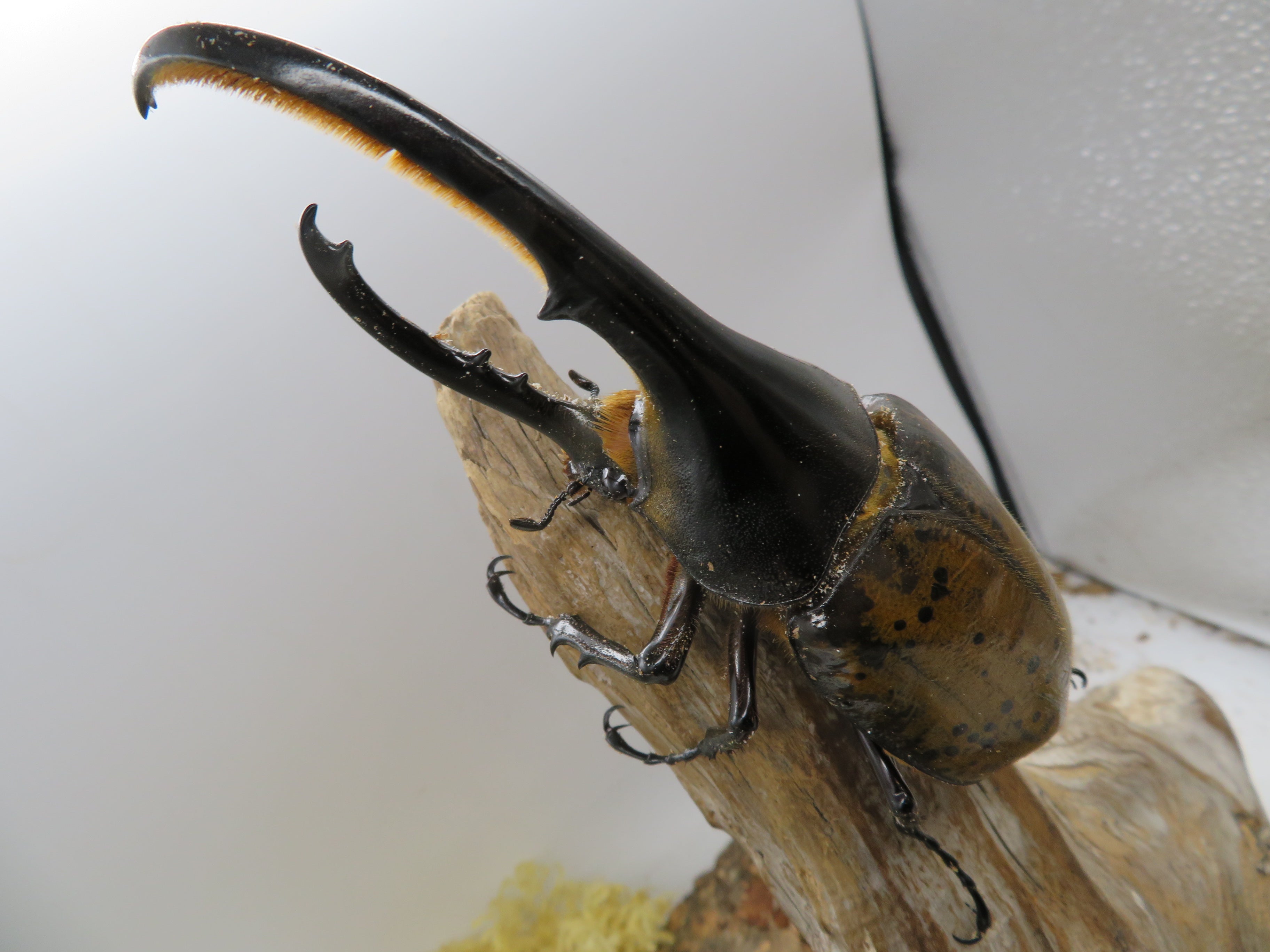 ぷてらす ヘルクレスオオカブト 他 ヘラクレスオオカブト（ヘルクレス