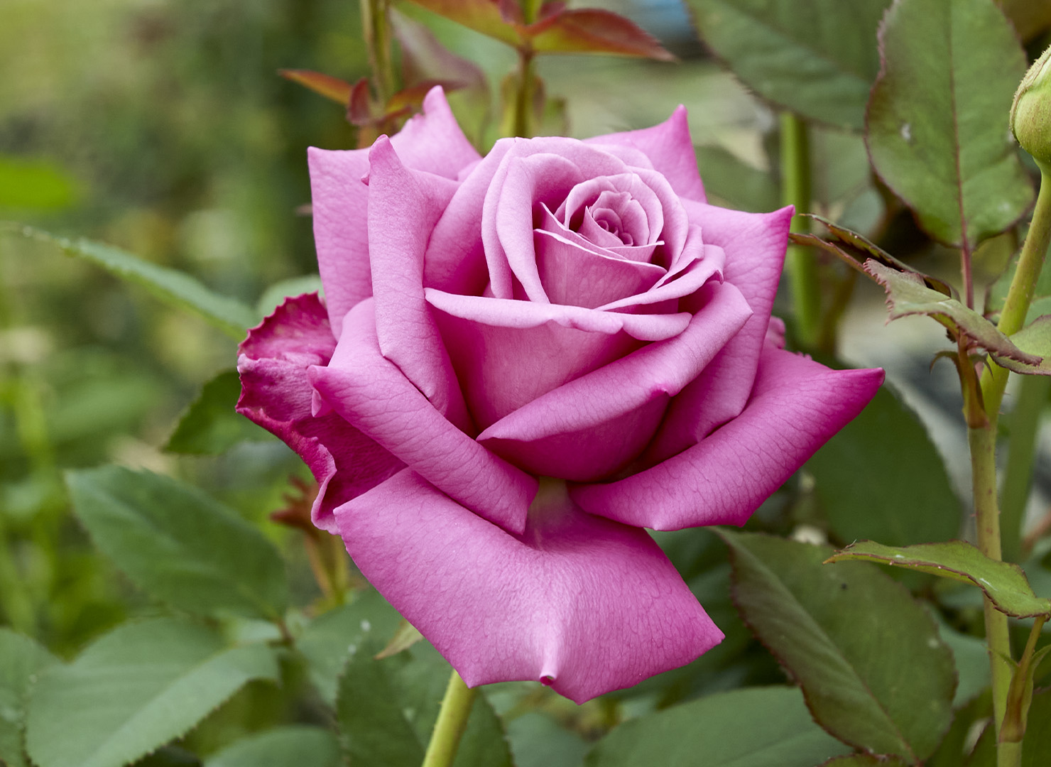 アメジスト – Amethyst | 姫野ばら園八ヶ岳農場