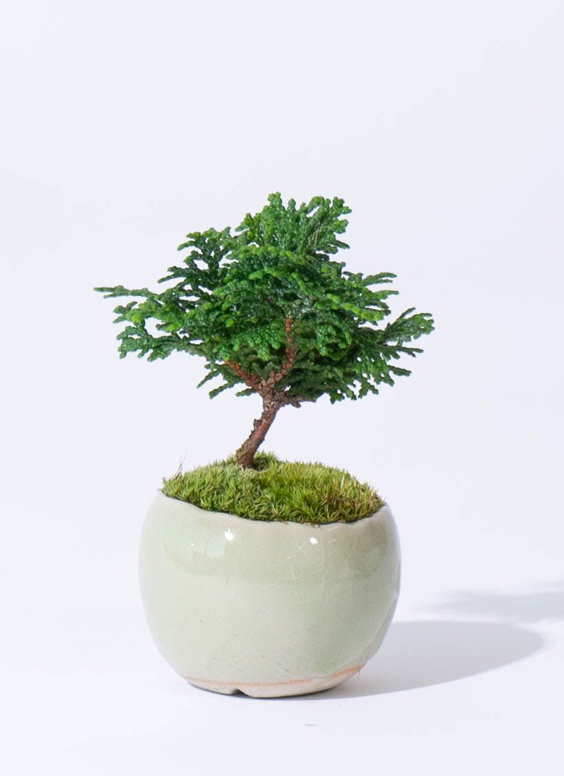 凡才 盆栽鉢 小品盆栽 山野草 盆栽鉢 小品盆栽 山野草 凡才 盆栽鉢