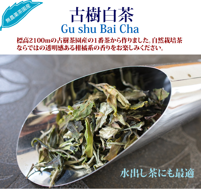 古樹白茶 : お茶の専門店HOJO