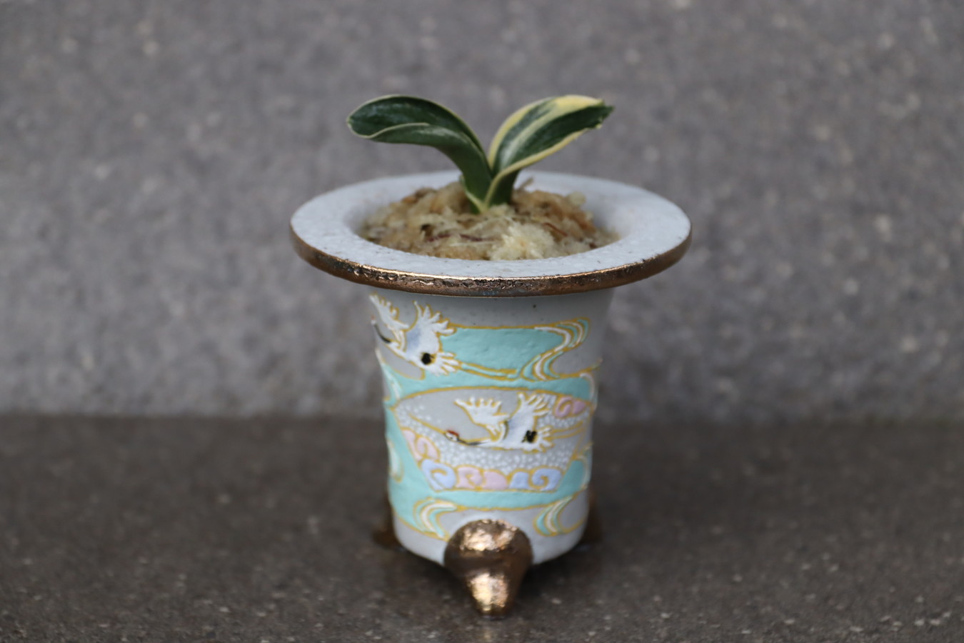 盆栽鉢植木鉢蘭鉢陶芸園芸盆栽