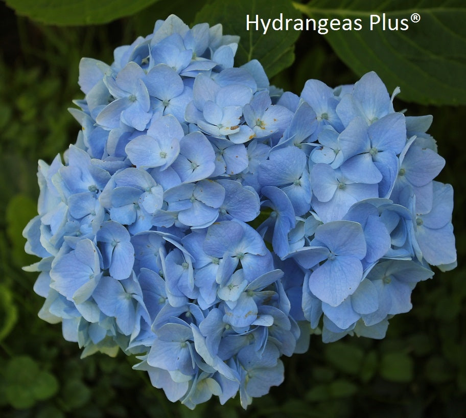 Hydrangea Macrophylla Kluis Superba – Hydrangeas Plus