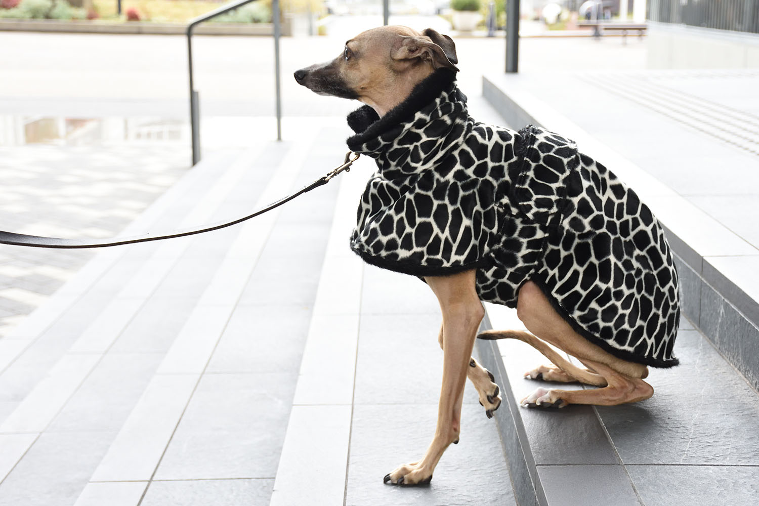 か*ち様 イタグレ用コート ig WORKS ハーネスでも着用可 Sサイズ か*ち